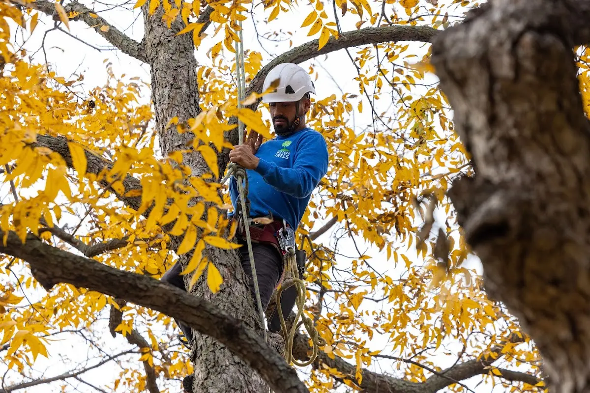 Skilled Storm Damage Cleanup crew working in Monroeton